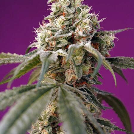 Bruce Banner Auto