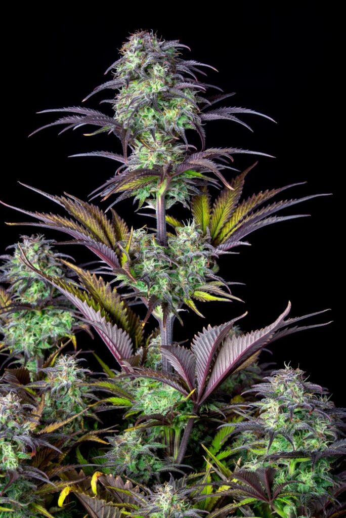 Original Blueberry Auto