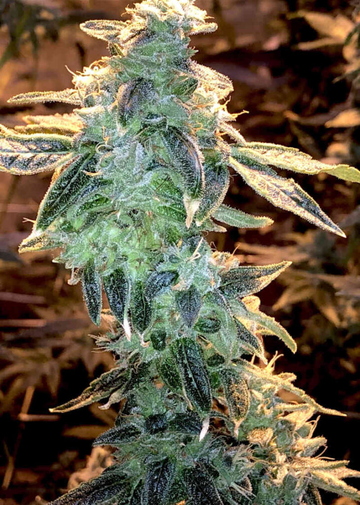 Lemon Runtz (F)