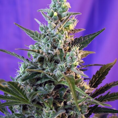 Sweet Skunk FAST