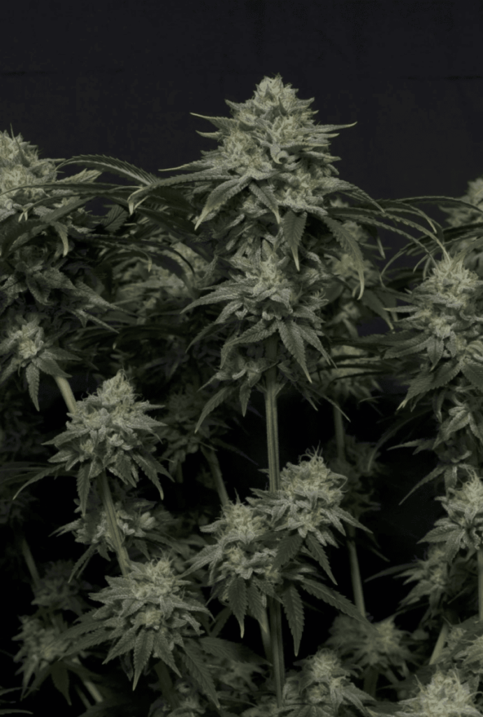 Gorilla Cookies FAST (F)