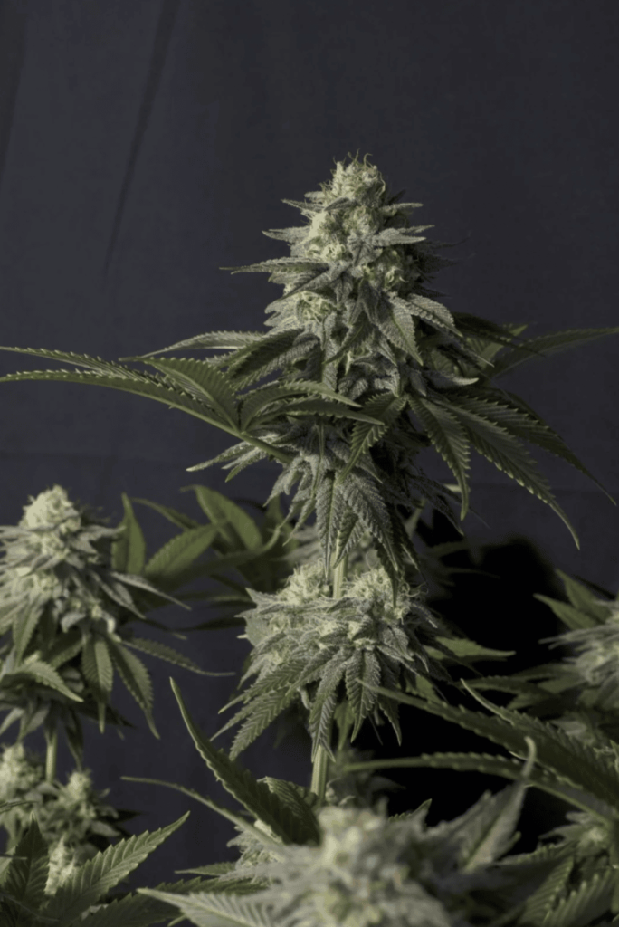 Orange Sherbet FAST (F)