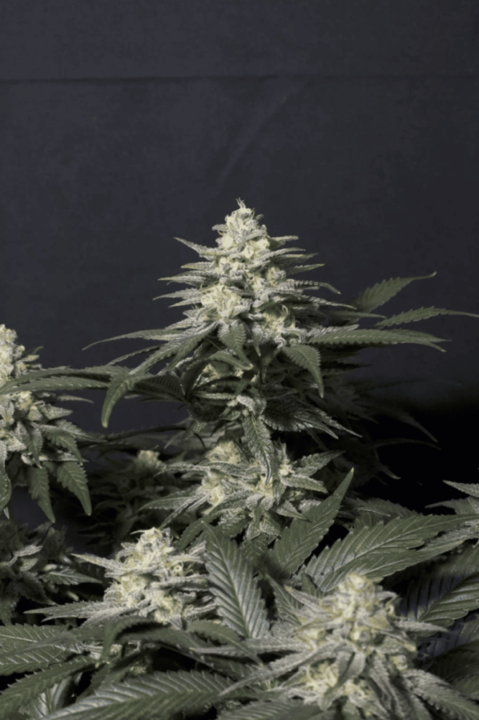 Purple Lemonade FAST (F)