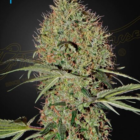 Super Bud Auto