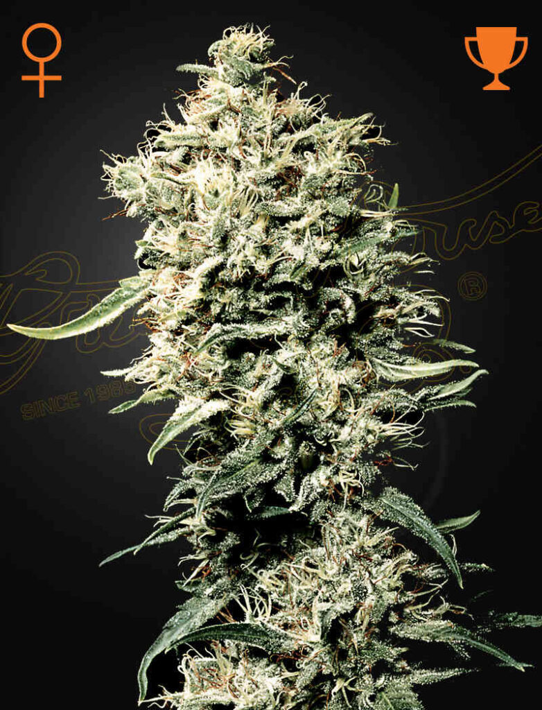 White Rhino (F)