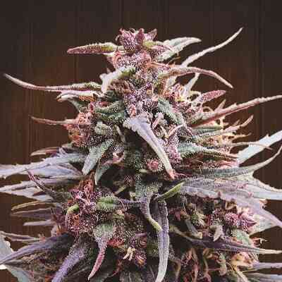 Purple Haze x Malawi (R)