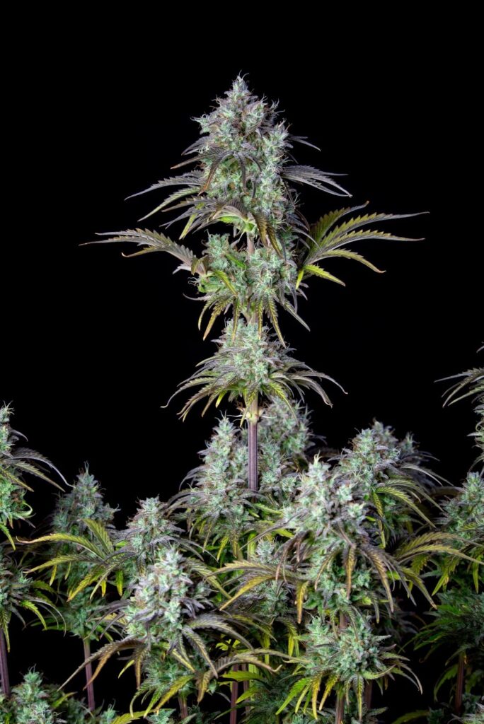 Original Big Bud Auto