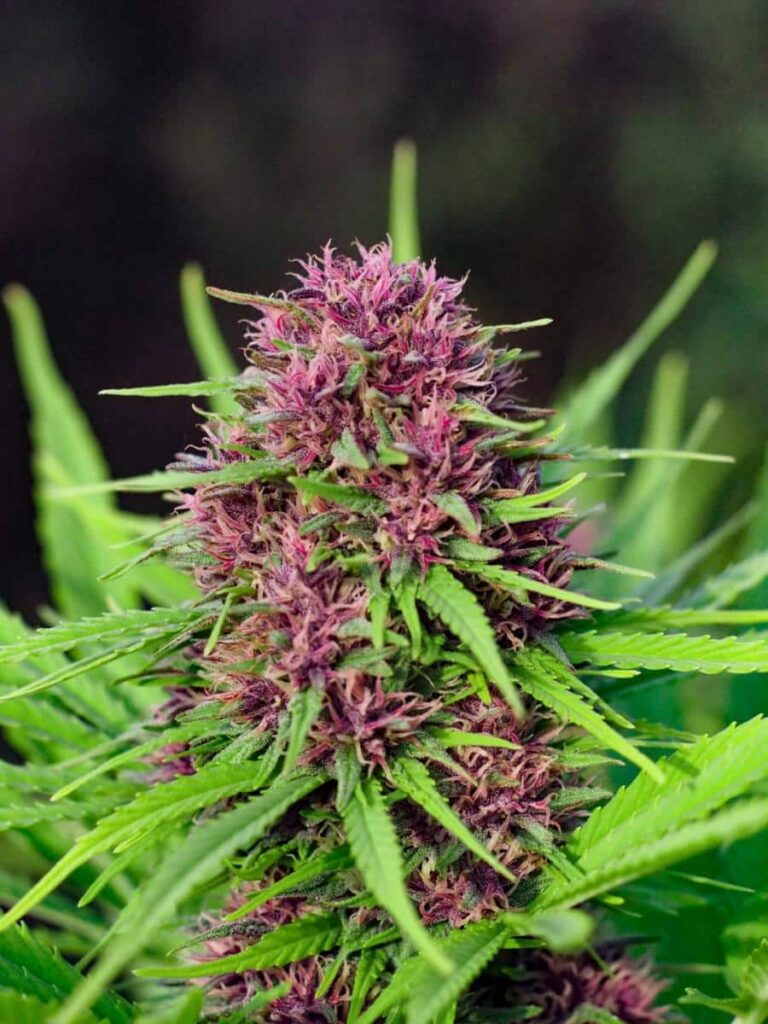 Frisian Dew (F)