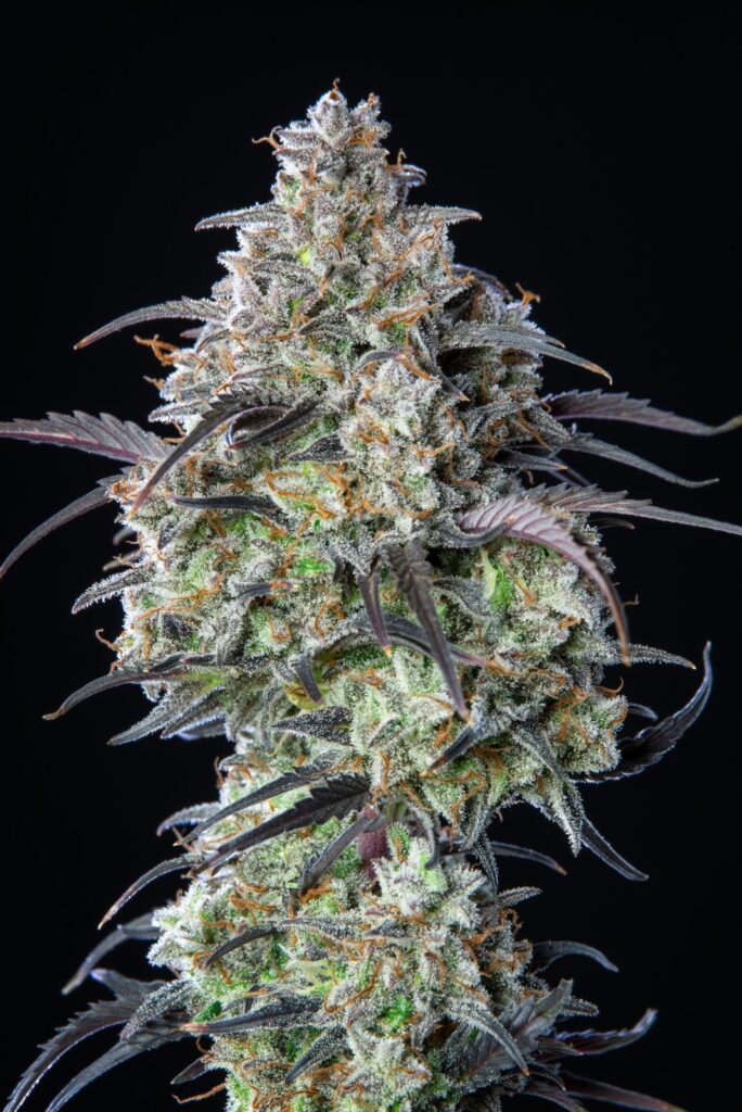 Mimosa Cake Auto