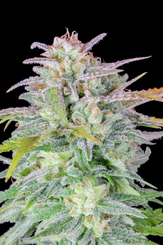 Original Afghan Kush Auto